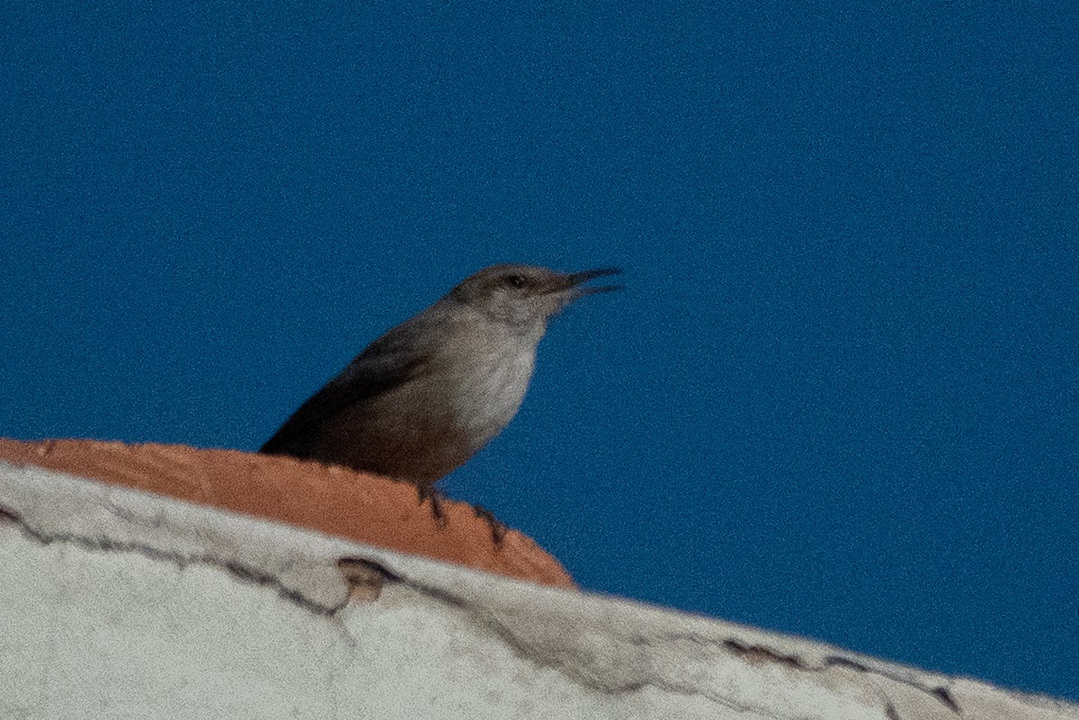 Rock Wren - ML627573106