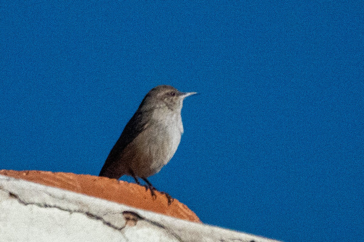 Rock Wren - ML627573107
