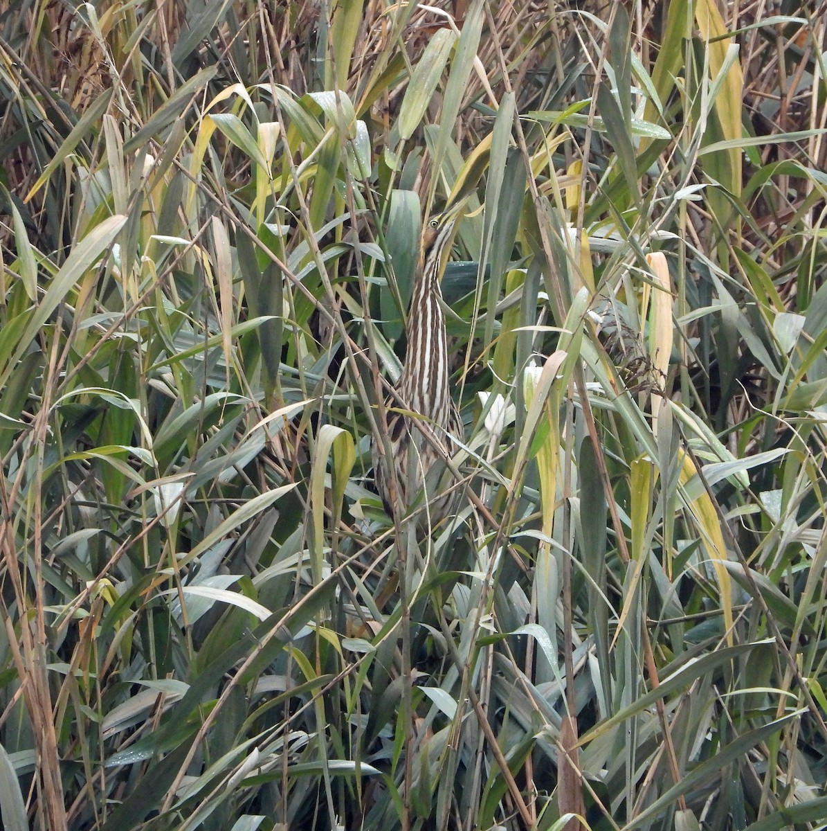American Bittern - ML627573119