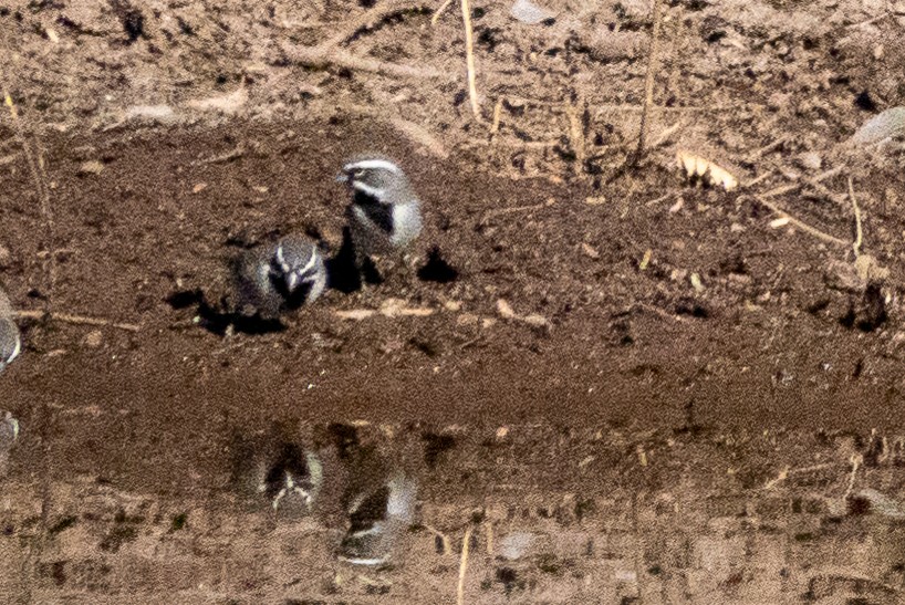 Black-throated Sparrow - ML627573151