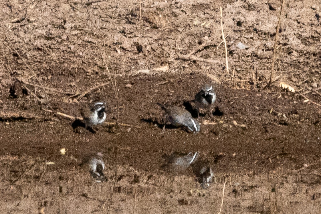 Black-throated Sparrow - ML627573152