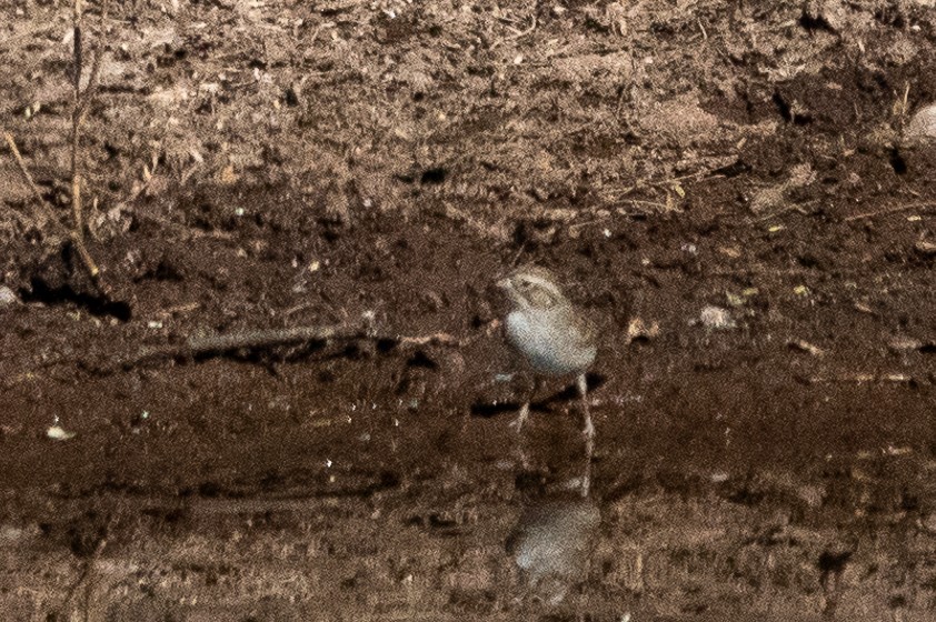 Brewer's Sparrow - ML627573161