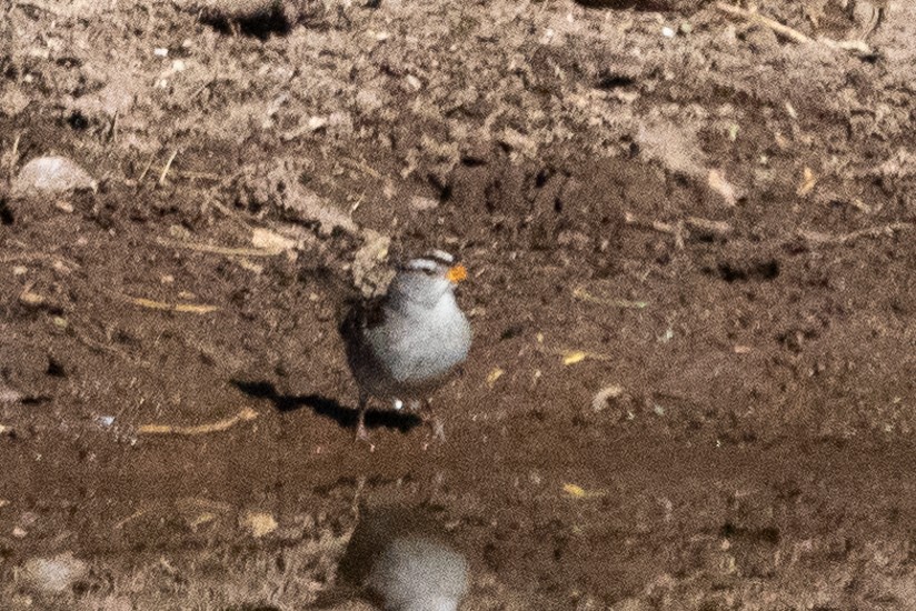 White-crowned Sparrow - ML627573169