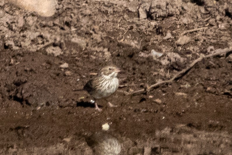 Vesper Sparrow - ML627573170