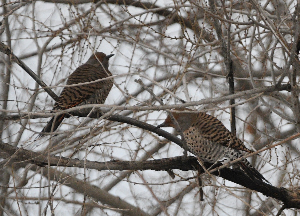 Northern Flicker - ML627573224
