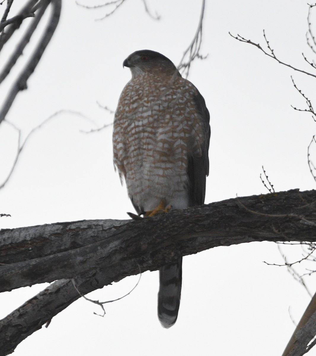 Cooper's Hawk - ML627573229