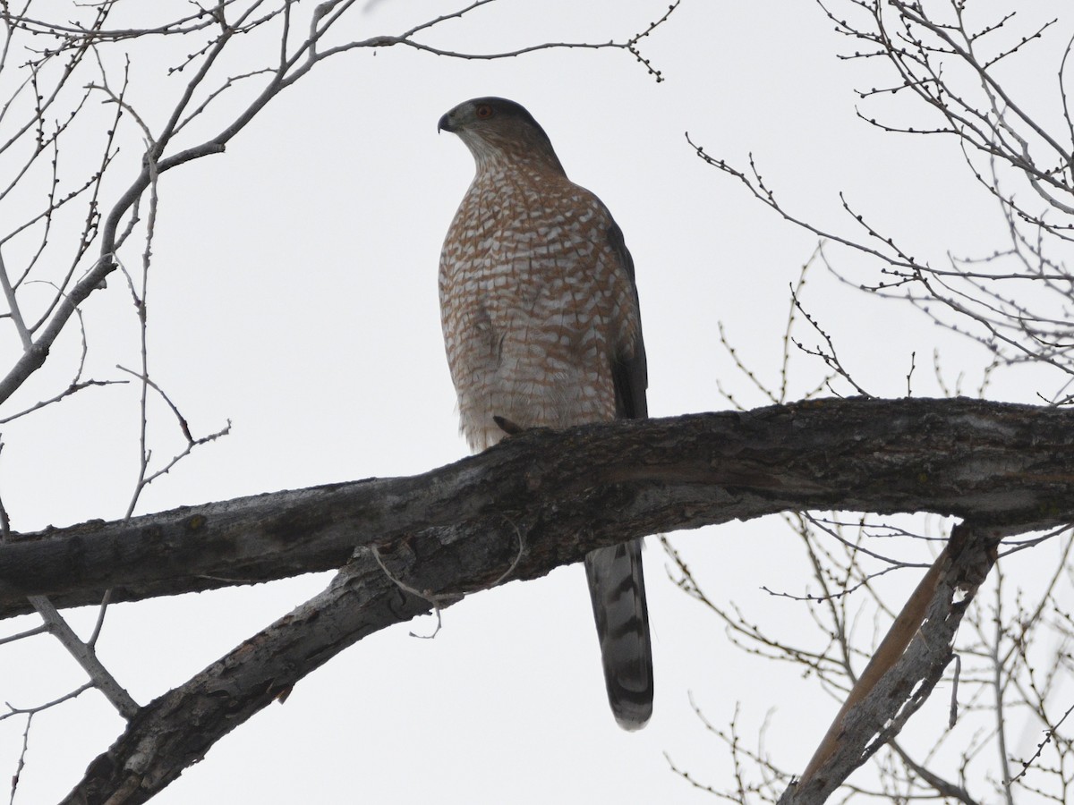 Cooper's Hawk - ML627573256