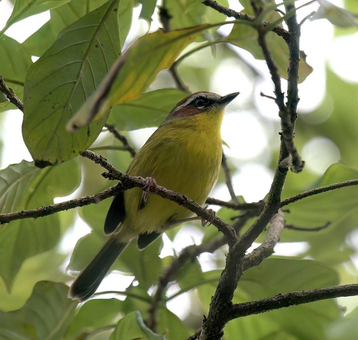 Chestnut-capped Warbler - ML627573302