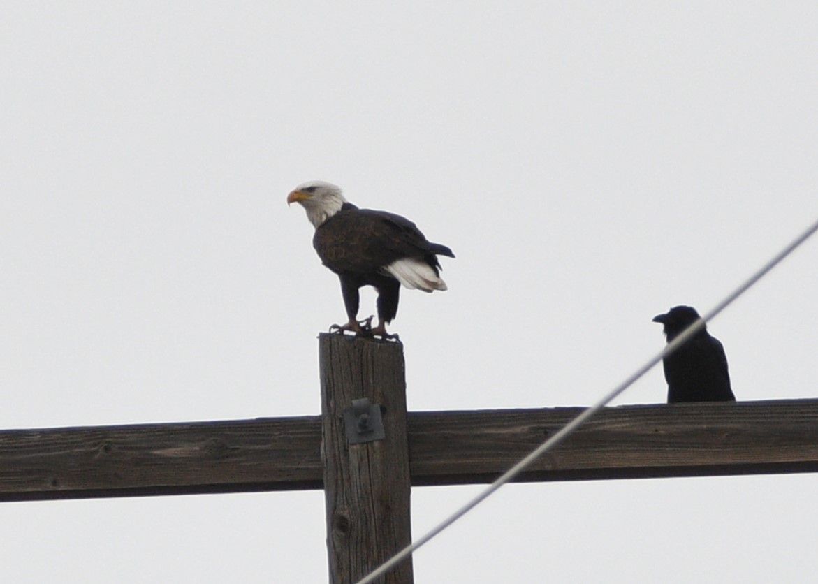 Bald Eagle - ML627573306