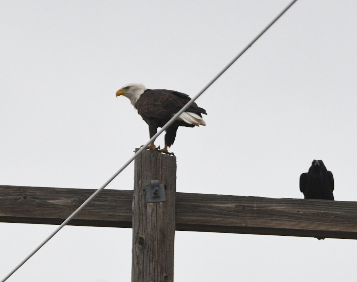 Bald Eagle - ML627573311