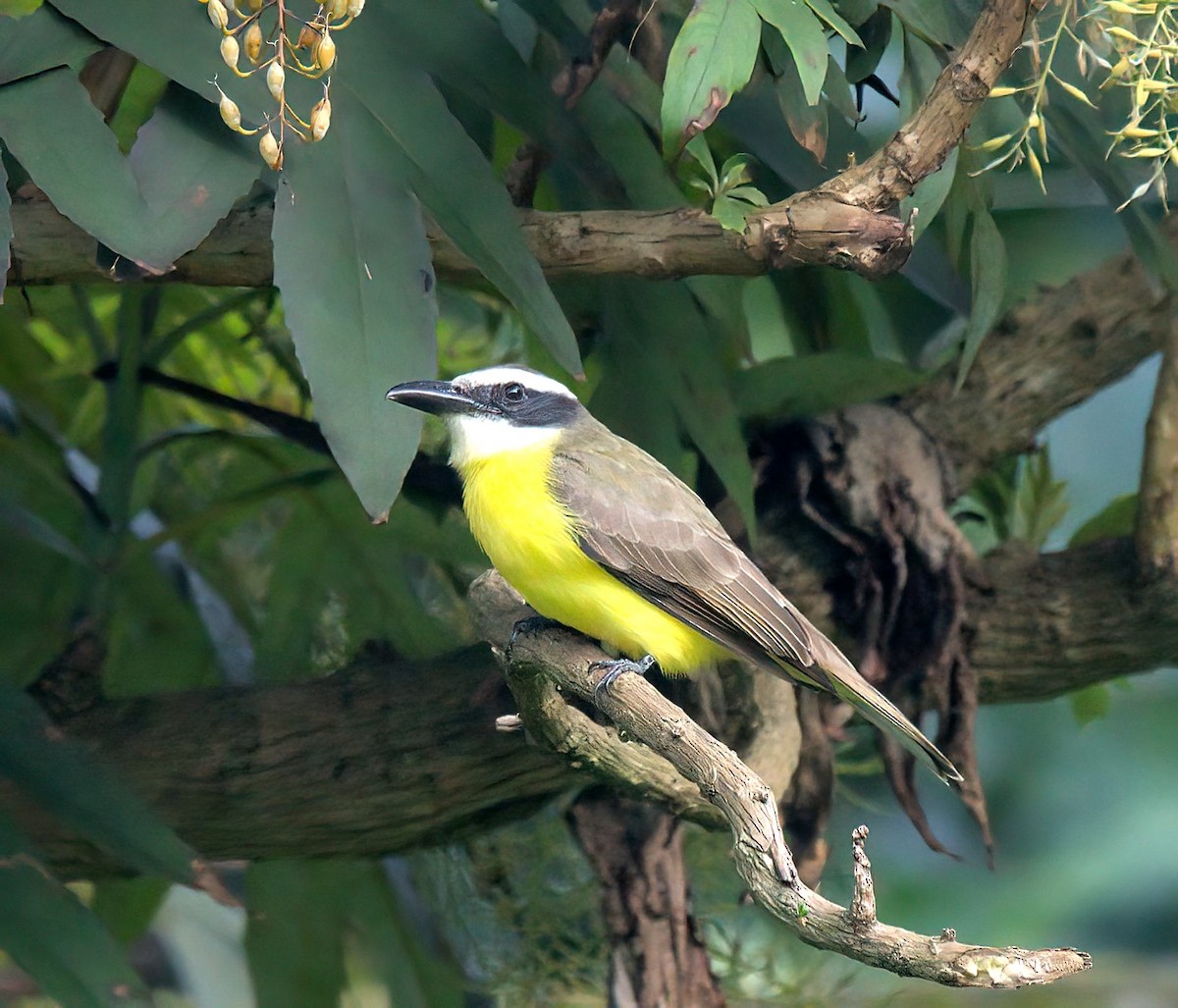 Boat-billed Flycatcher - ML627573312