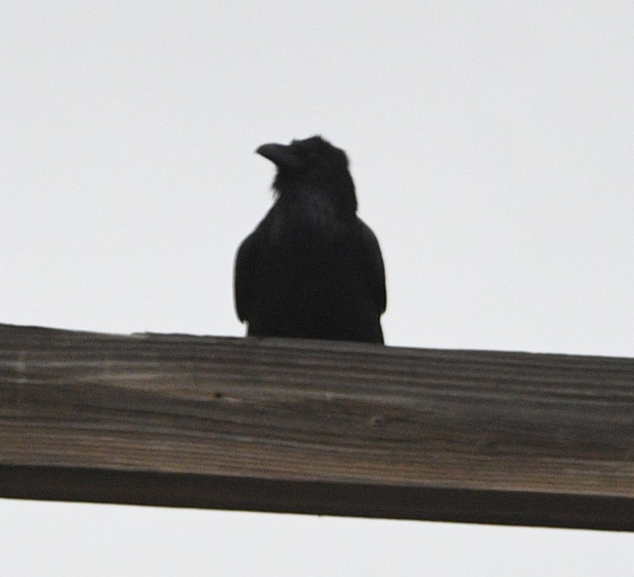 Хон хэрээ - ML627573317