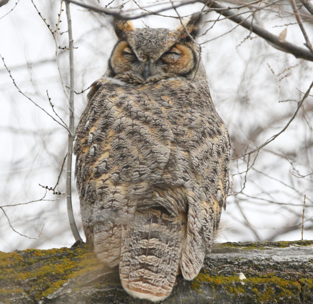 Great Horned Owl - ML627573323