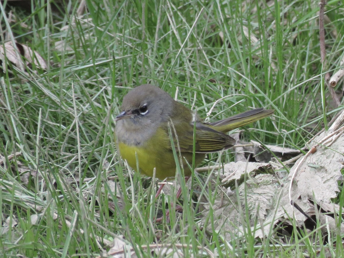 MacGillivray's Warbler - ML627573357