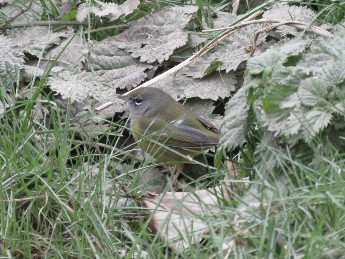 MacGillivray's Warbler - ML627573358