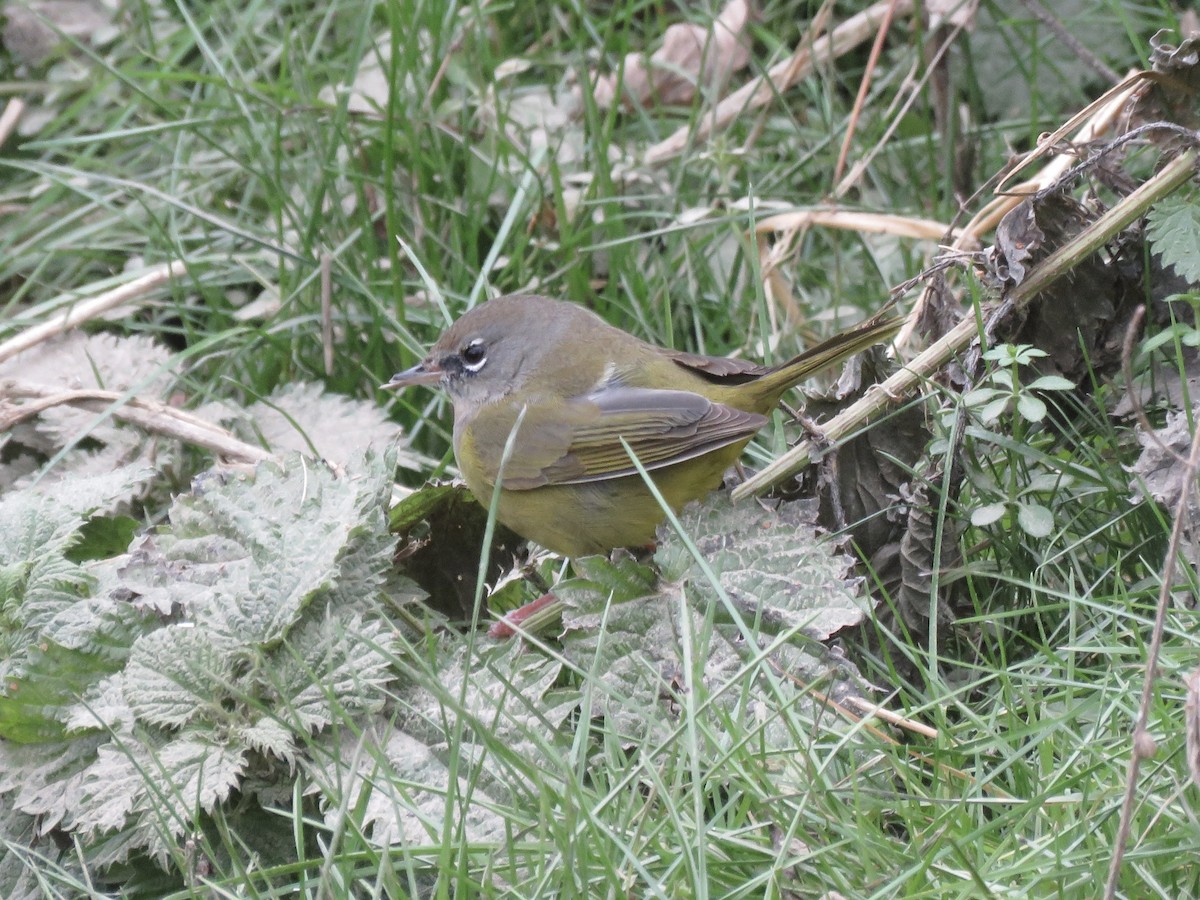 MacGillivray's Warbler - ML627573359