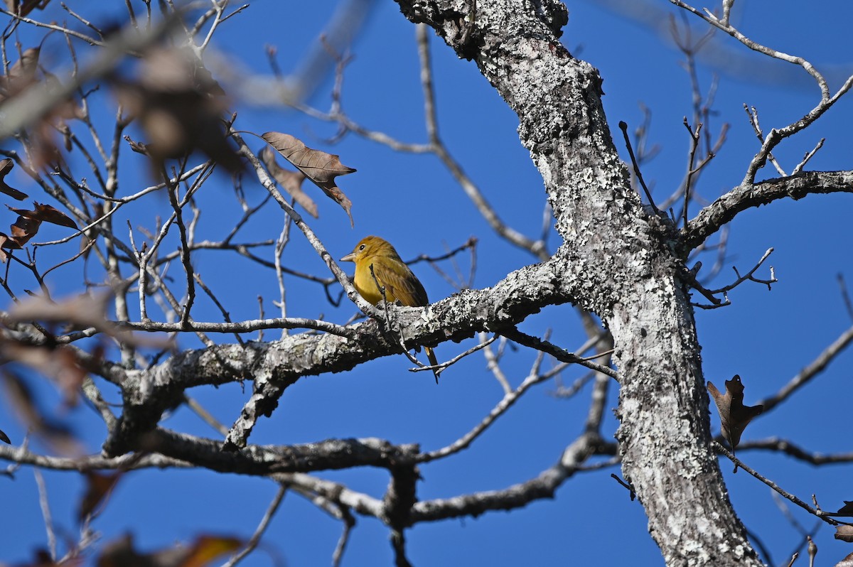 Summer Tanager - ML627573454