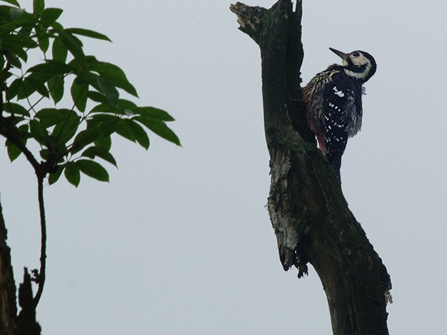 Necklaced Woodpecker - ML627573476