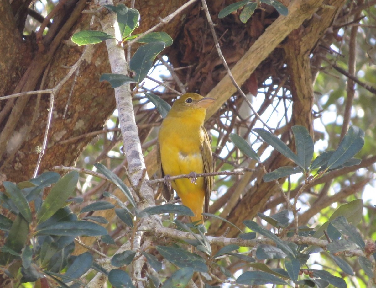 Summer Tanager - ML627573565