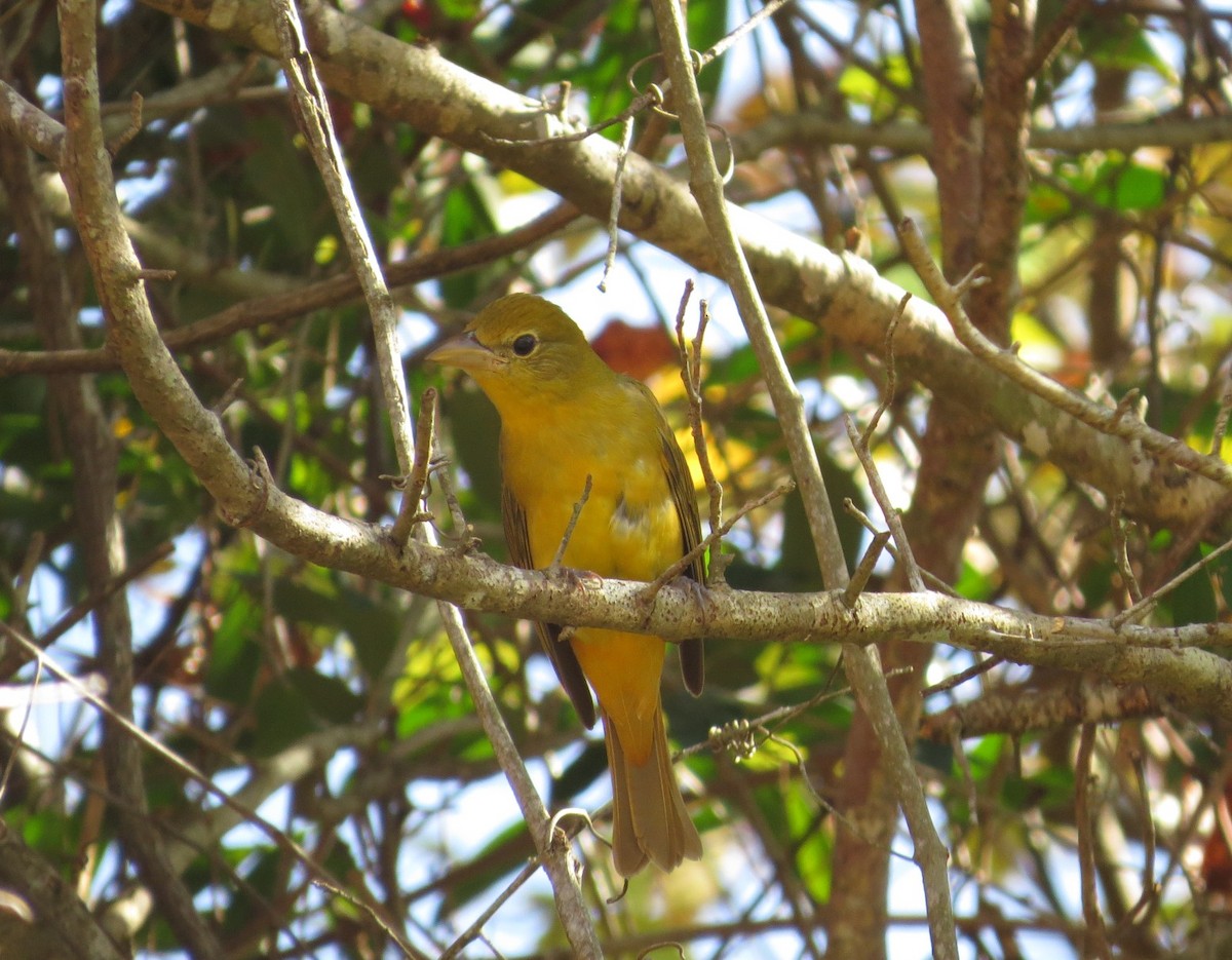 Summer Tanager - ML627573592