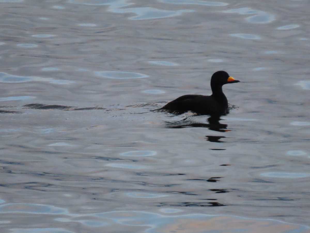 Black Scoter - ML627573611