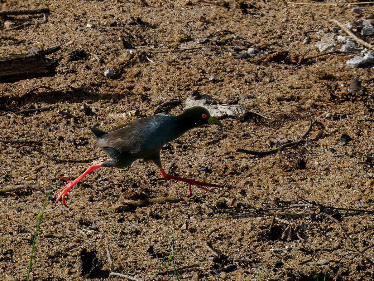 Black Crake - ML627573627