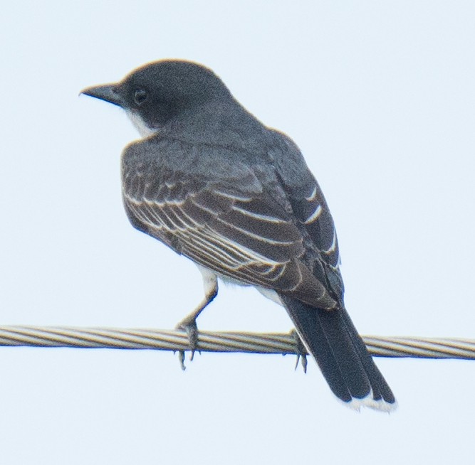 Eastern Kingbird - Jack and Shirley Foreman