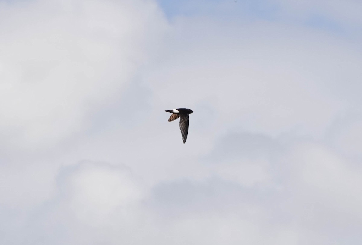 White-rumped Swift - ML627573779