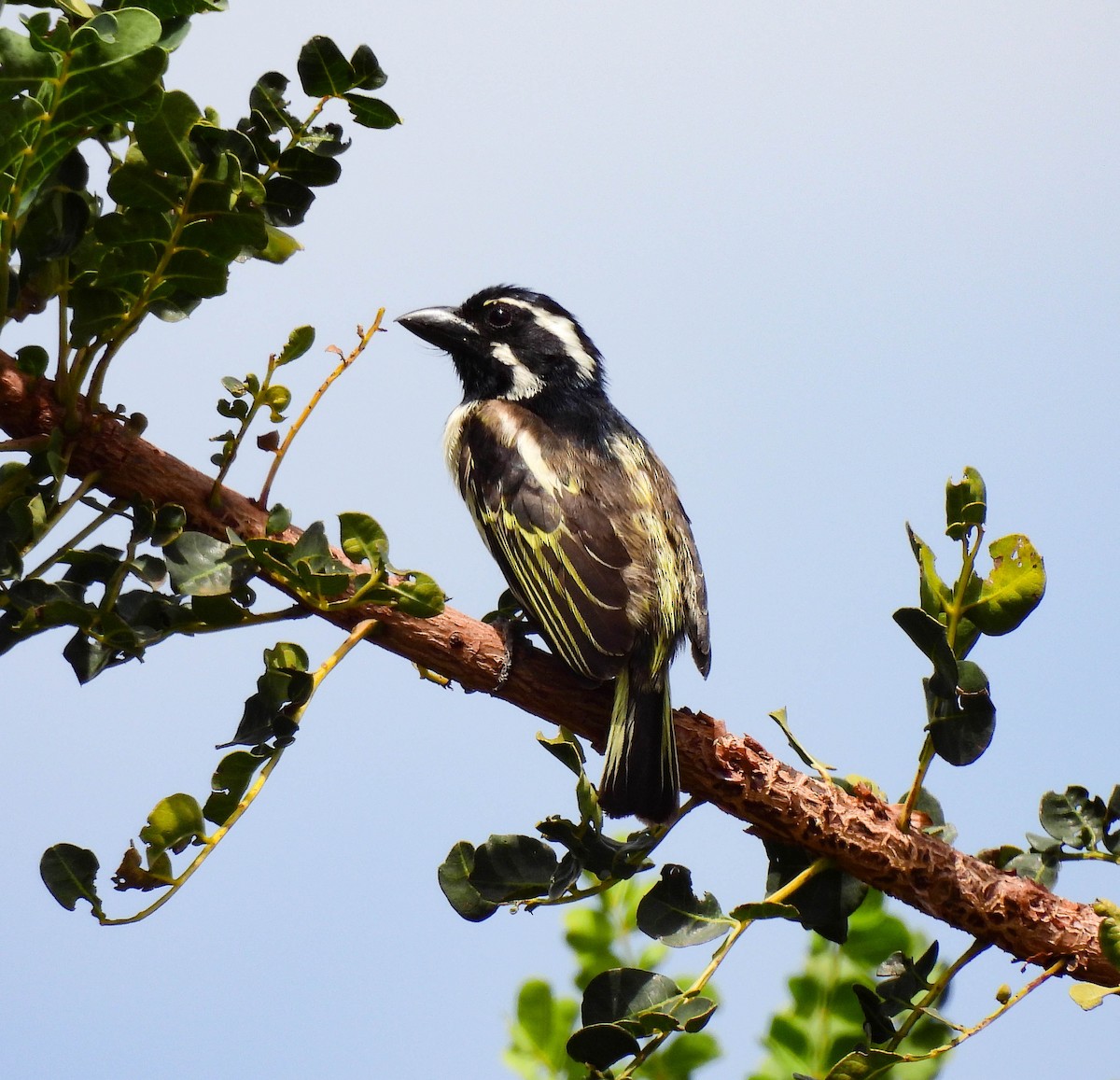 Spot-flanked Barbet - ML627573820