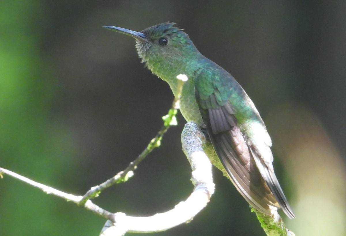 Colibri de Cuvier - ML627574087