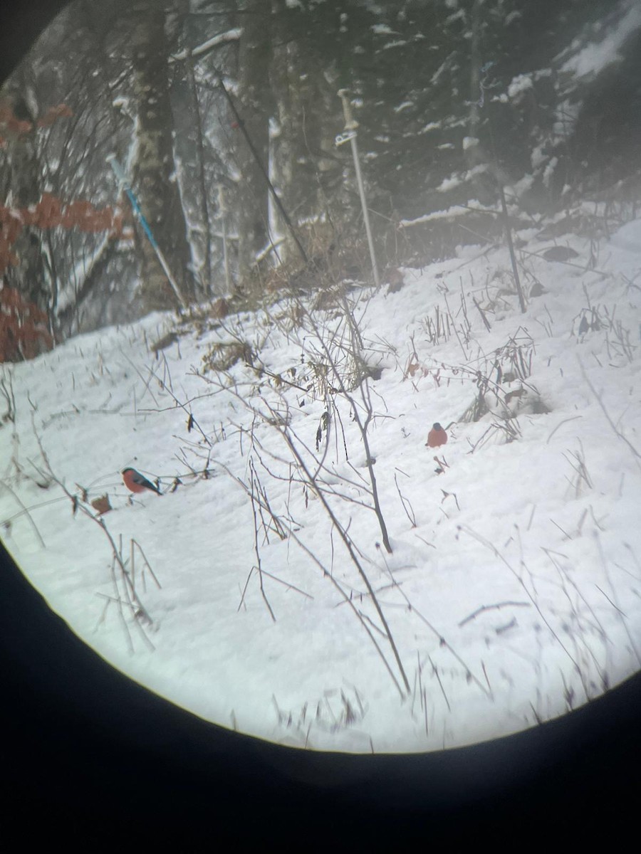 Eurasian Bullfinch - ML627574378