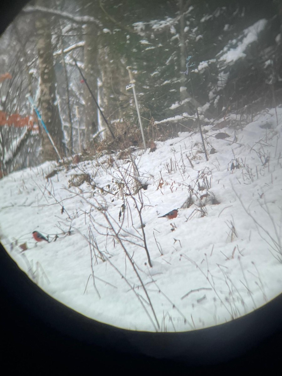 Eurasian Bullfinch - ML627574379