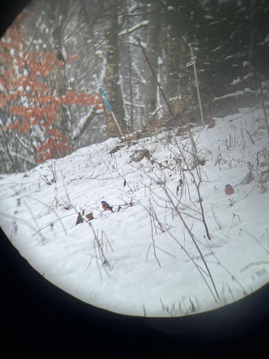 Eurasian Bullfinch - ML627574380