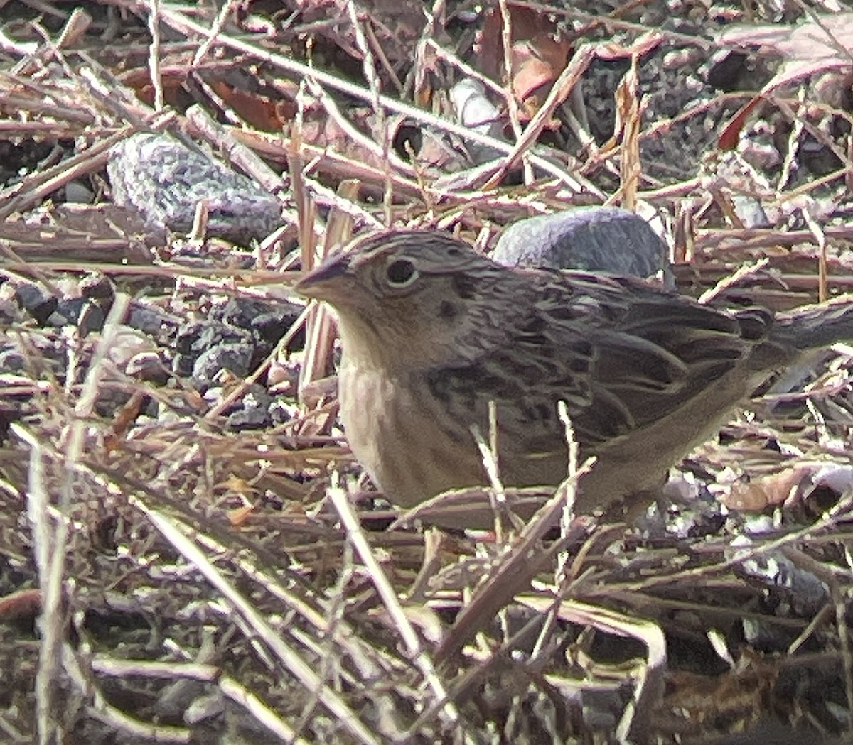 Grasshopper Sparrow - ML627574542