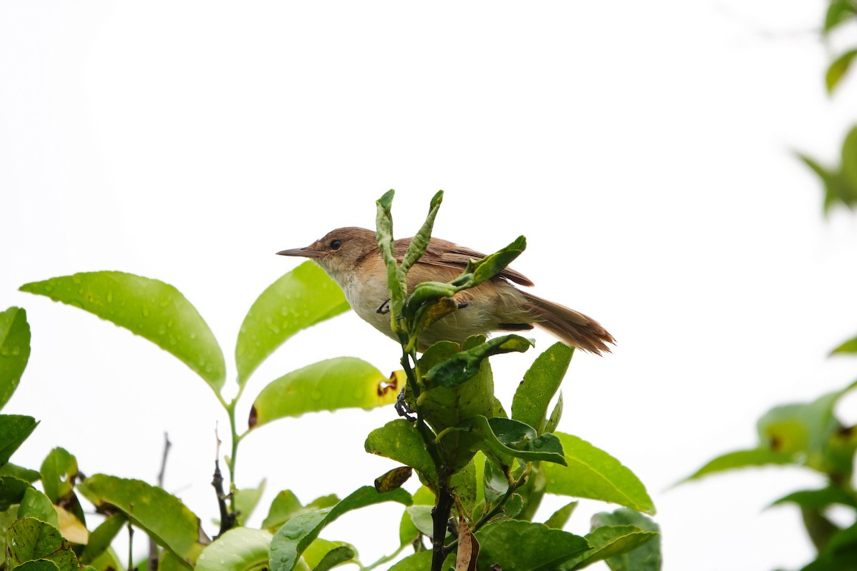 Lesser Swamp Warbler - ML627574563