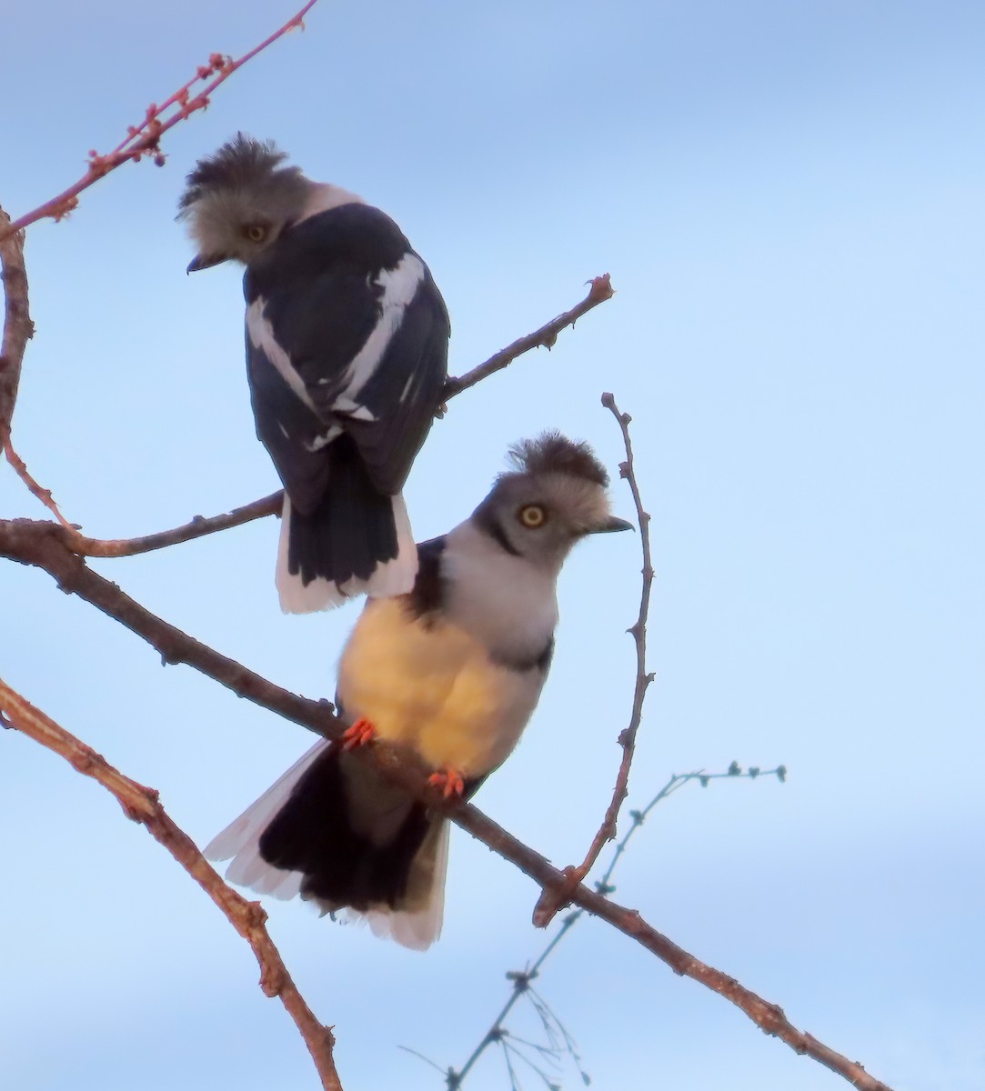 Gray-crested Helmetshrike - ML627574589