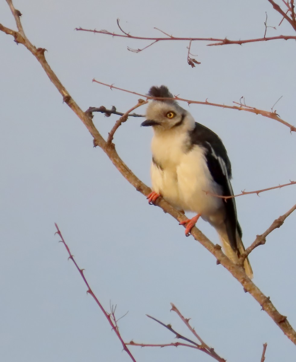 Gray-crested Helmetshrike - ML627574590