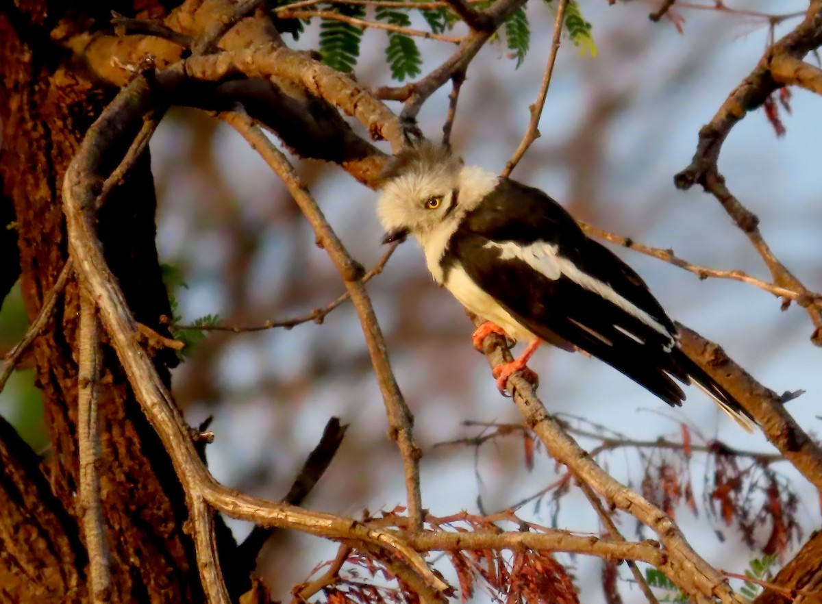 Gray-crested Helmetshrike - ML627574591