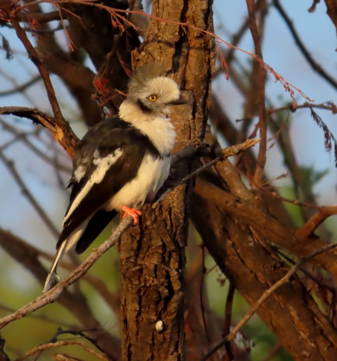 Gray-crested Helmetshrike - ML627574592