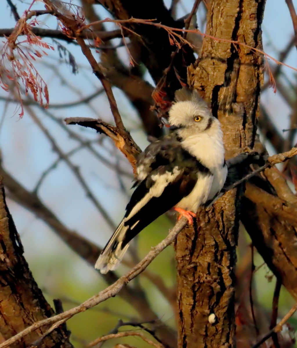 Gray-crested Helmetshrike - ML627574593