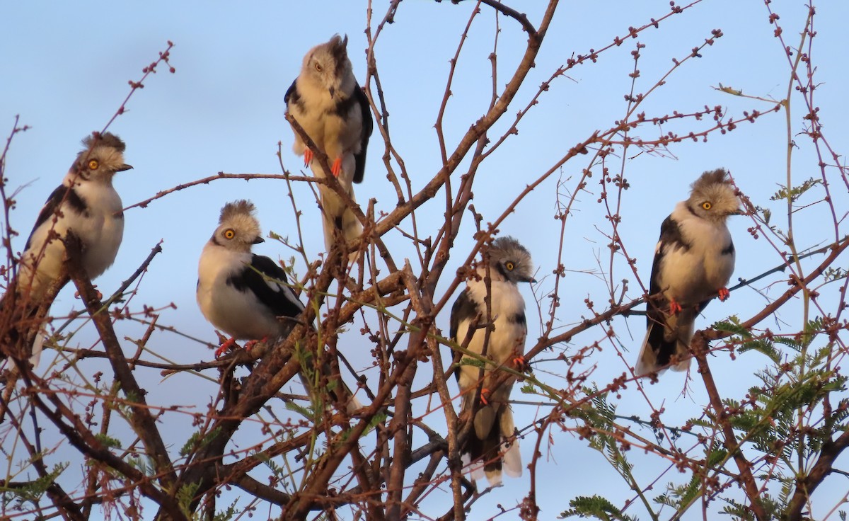 Gray-crested Helmetshrike - ML627574594