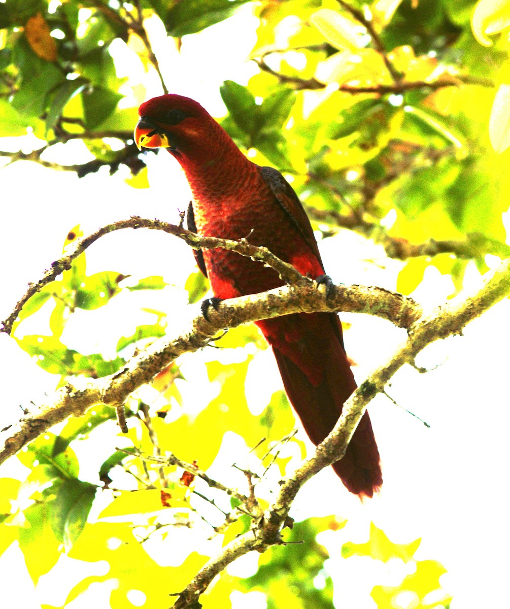 Cardinal Lory - ML627574714