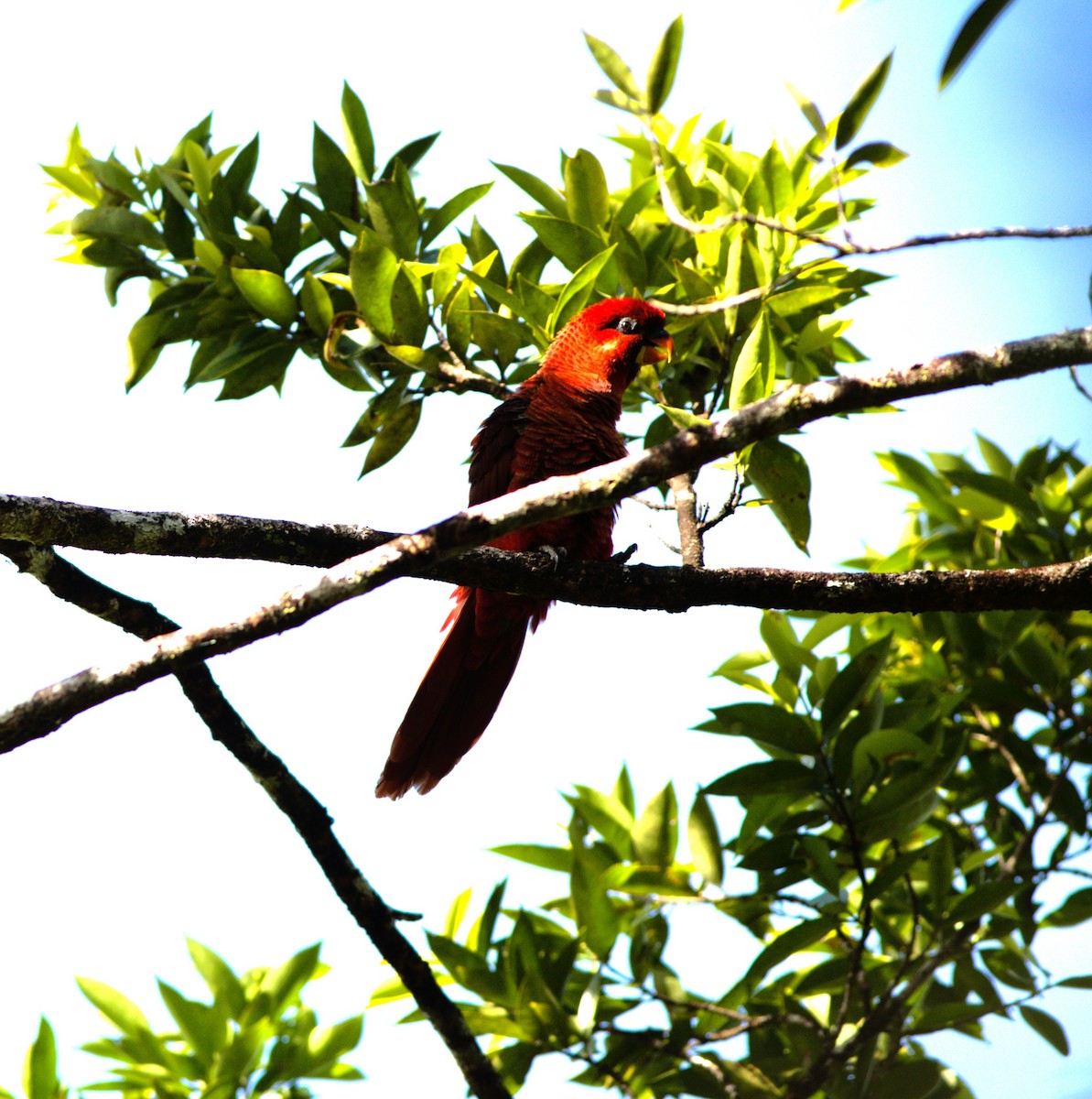 Cardinal Lory - ML627574715