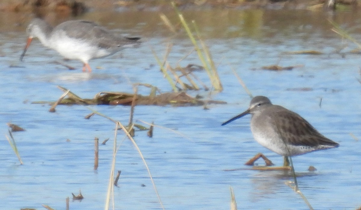 Long-billed Dowitcher - ML627574726