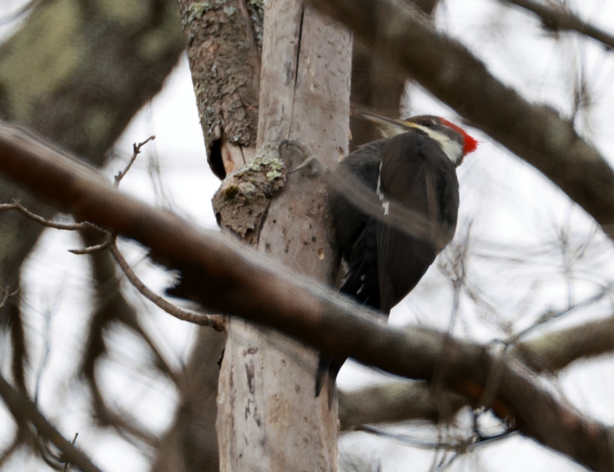 Pileated Woodpecker - ML627574953