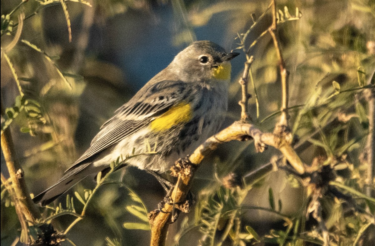 Yellow-rumped Warbler - ML627575000
