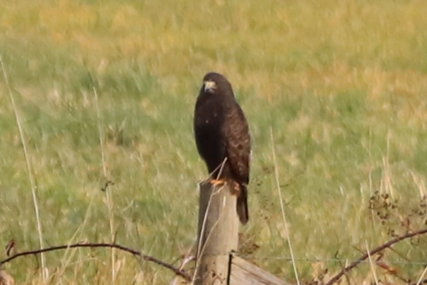 Red-tailed Hawk - ML627575037