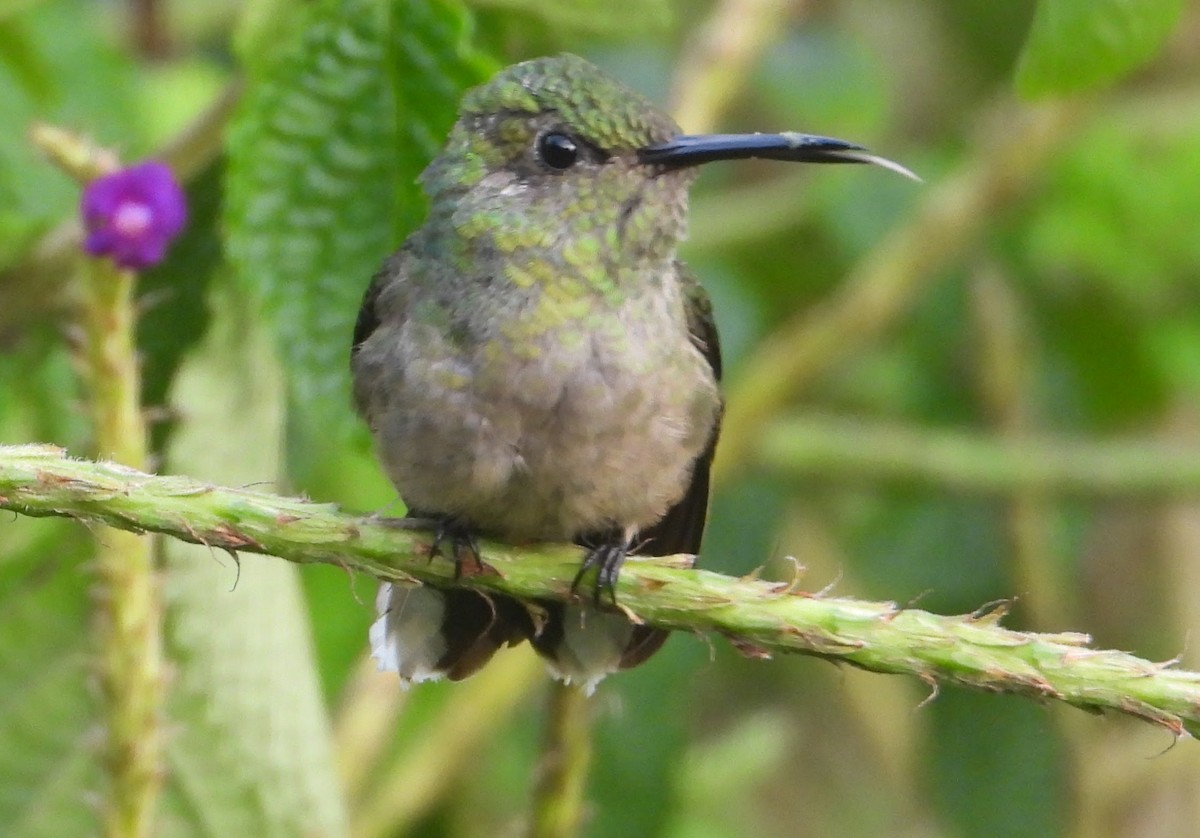 Colibri de Cuvier - ML627575075