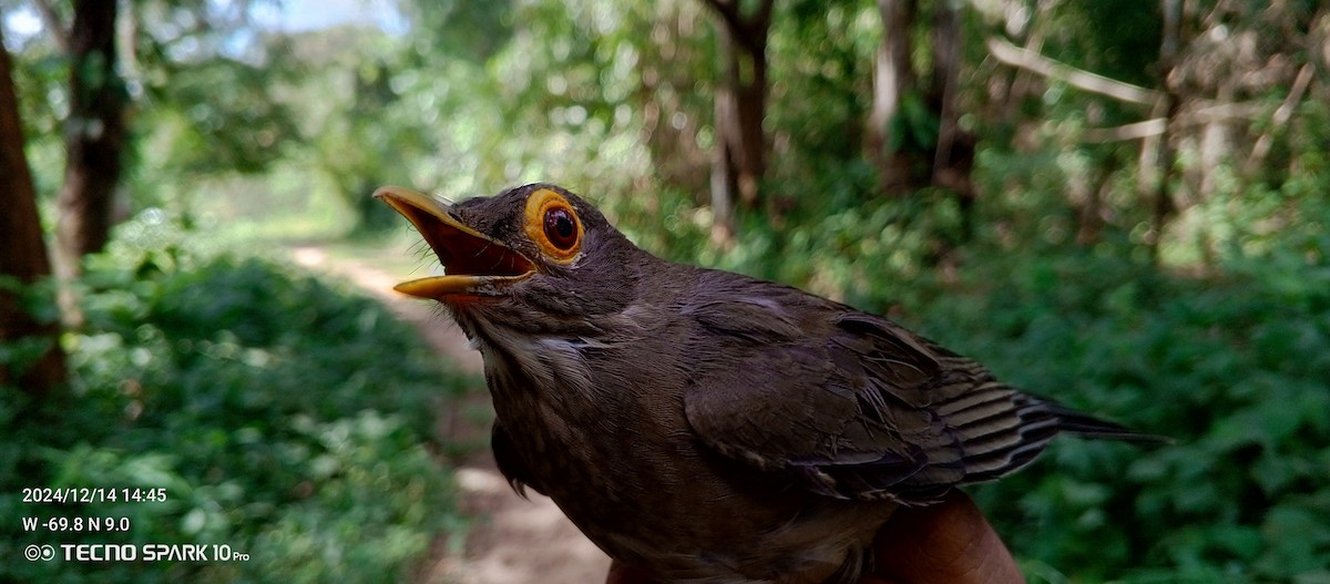 Spectacled Thrush - ML627575199