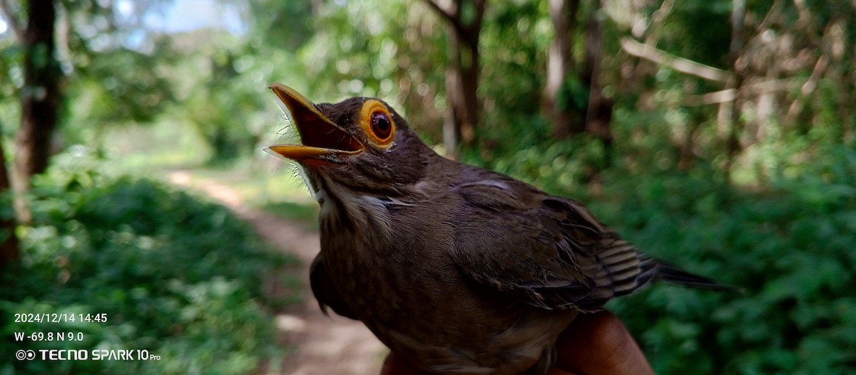 Spectacled Thrush - ML627575200